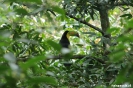 Rincon de la Vieja - toekan (keel billed toucan)