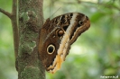 Rincon de la Vieja - Uil vlinder