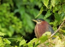 Torteguero - klein reigertje, green heron