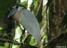 Torteguero - nachtreiger, Boat billed heron