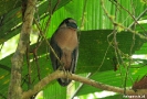 Torteguero - reiger, Boat billed heron