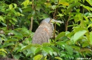 Torteguero - reiger, Tiger heron