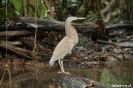 Torteguero - ¨tiger Heron¨