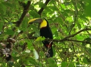 Volcan arenal - Chestnut-Mandibled Toekan