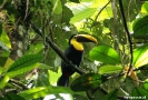 Volcan arenal - Chestnut-Mandibled Toekan