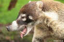 Volcan Arenal - Coati (neusbeer)