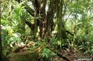 Volcan Arenal - groen