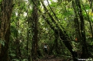 Volcan Arenal - Prachtig regenwoud