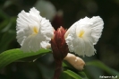 Bohol - Mooie bloempjes