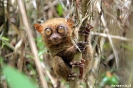 Bohol - Tarsier aapje