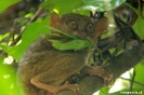 Bohol - Tarsier aapje