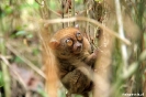 Bohol - Tarsier aapje