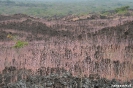 Masaya vulkaan, fraaie begroeing tussen de lava