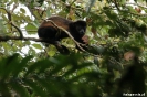 Mombacho - Brulaap (Howler monkey)