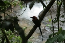 El Valle - Zelfde vogel, let op staart