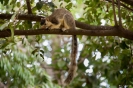 Anuradhapura - Gezellige klimmer