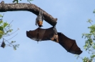 Kandy - Botanische tuin - Fruitbats