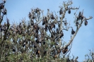 Kandy - Botanische tuin - Fruitbats