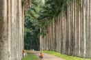 Kandy - Botanische tuin