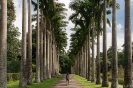 Kandy - Botanische tuin