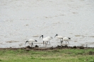 Minneriya National Park - Ibissen