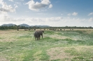 Minneriya National Park