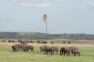 Minneriya National Park