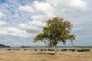 Minneriya National Park