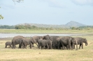 Minneriya National Park