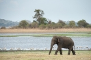 Minneriya National Park