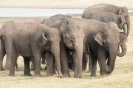 Minneriya National Park