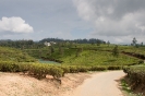 Nuwara Eliya - Pedro theeplantage