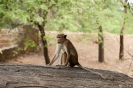 Polonnaruwa - aapje