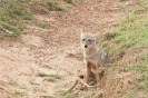 Yala national park - jakhals