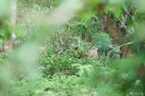 Yala national park - luipaard in de struiken
