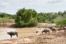 Yala national park - Waterbuffels