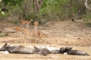 Yala national park