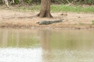 Yala national park