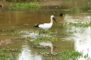 Yala national park