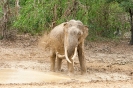 Yala national park