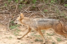 Yala national park