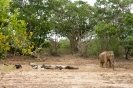 Yala national park