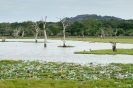 Yala national park