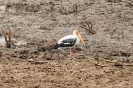 Yala national park