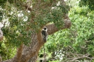 Yala national park