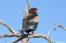 kgaligadi - Bateleur