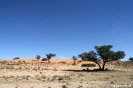 Kgalagadi Transfrontier Park