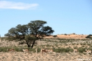 Kgalagadi Transfrontier Park