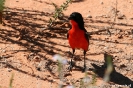 Kgalagadi Transfrontier Park - Crimson breasted shrike