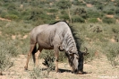 Kgalagadi Transfrontier Park - gnoe